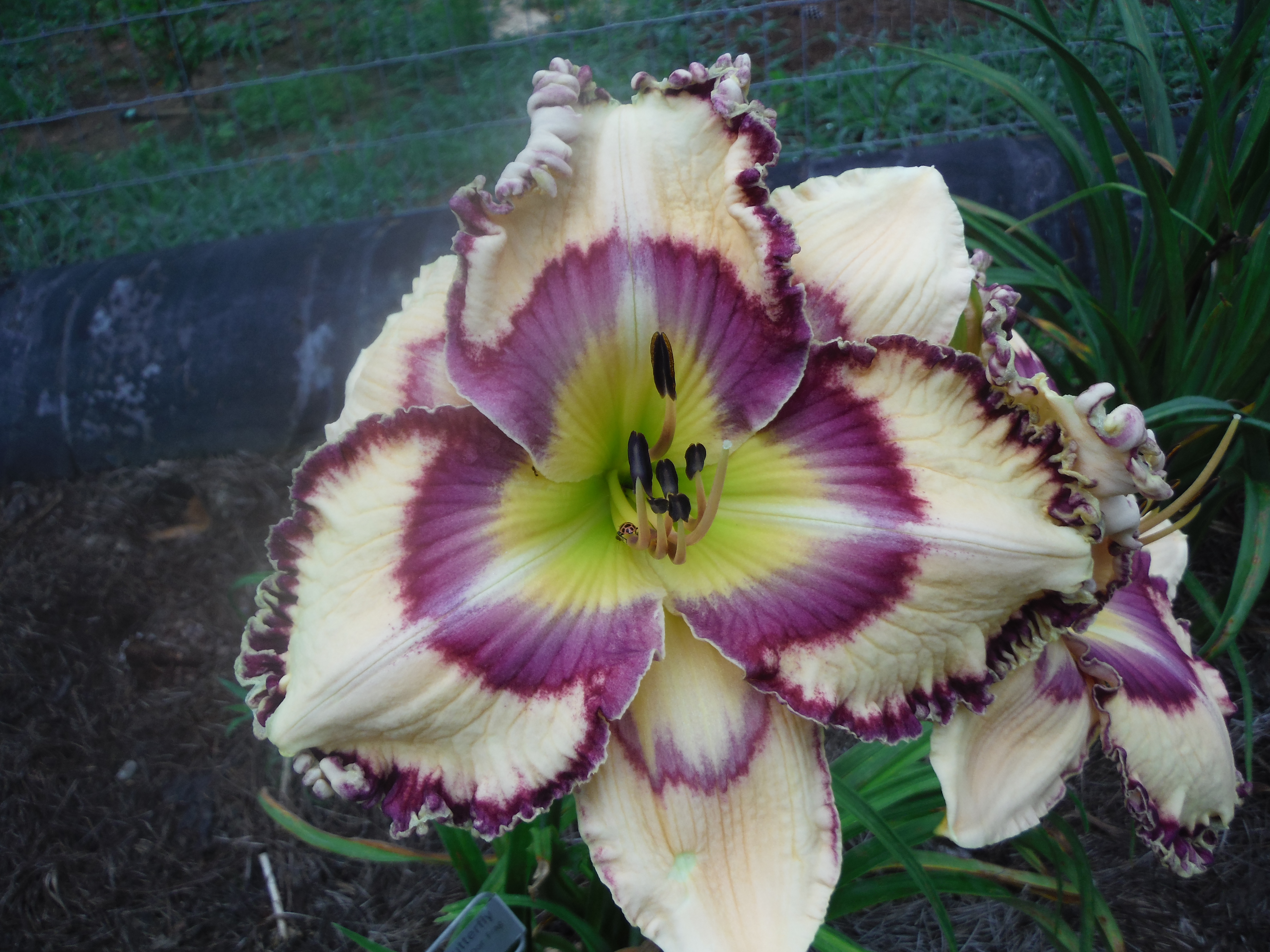 Katielou’s Lilies - DYNAMIC GLOW